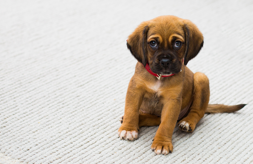 What You Should Know About Crate Training One Of The Most Effective Ways Of House Training Any Puppy Or Dog